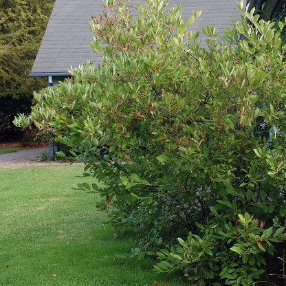 Aronia arbutifolia 'Brilliantissima'  - Brilliant Red Chokeberry