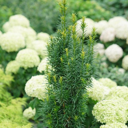 Sambucus racemosa 'SMNSRD4'  - Lemony Lace® Elderberry