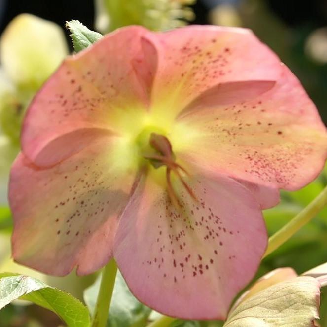 Helleborus 'Royal Heritage'  - Royal Heritage™ Strain Lenten Rose