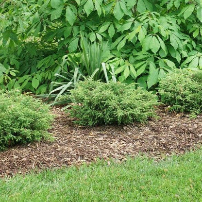 Juniperus communis 'SMNJCB'  - Tortuga® Juniper