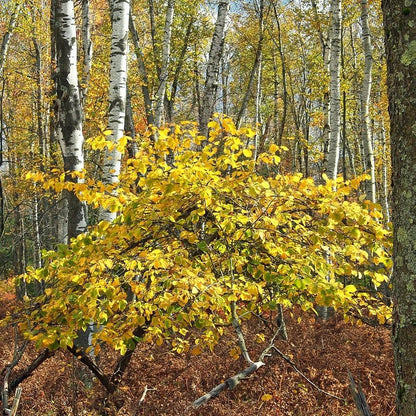 Hamamelis virginiana  - Witch Hazel