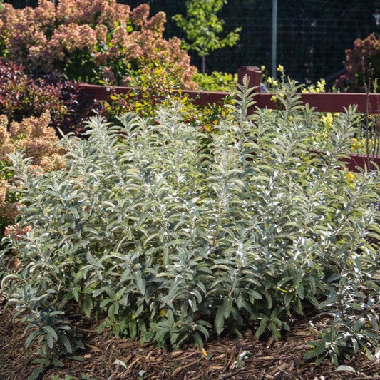 Salix candida 'Jefberg'  - First Editions® Iceberg Alley® Sageleaf Willow
