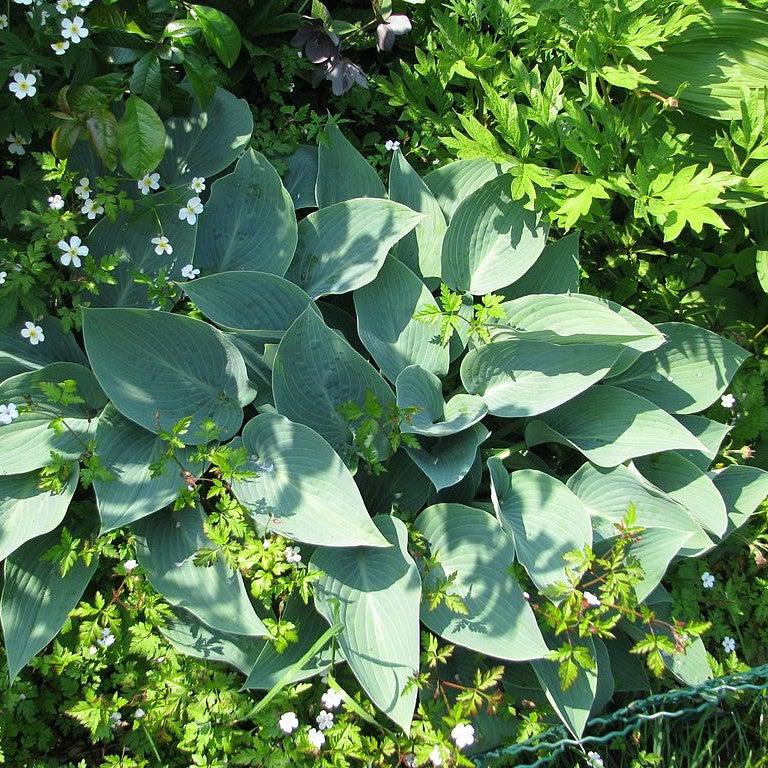 Hosta 'Halcyon'  - Halcyon Hosta