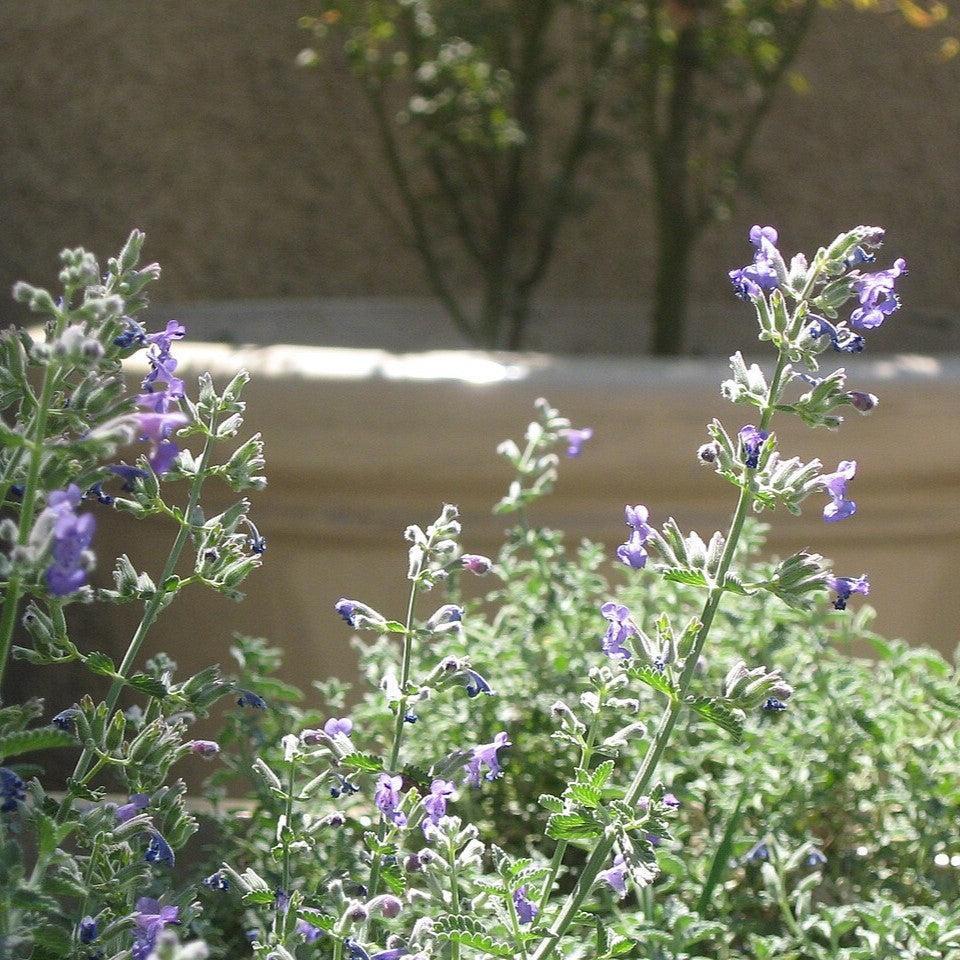 Nepeta cataria  - Catnip