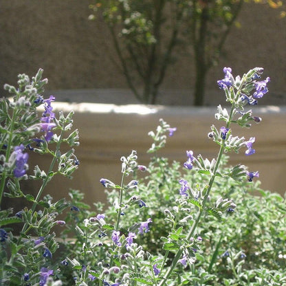 Nepeta cataria  - Catnip