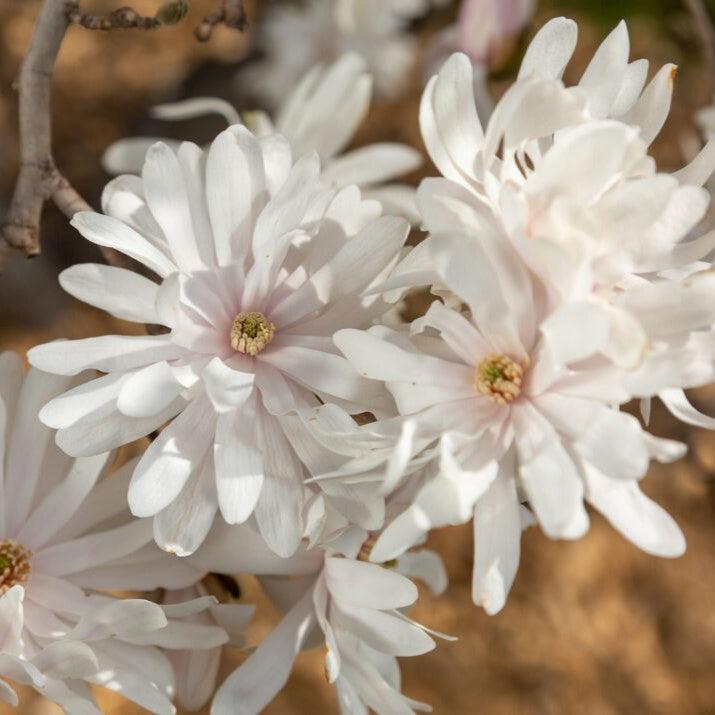 First Blus Tree Magnolia stellata 'Centennial Blush' - First Editions® Centennial Blus ...