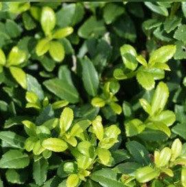 Ilex crenata 'Soft-Touch'  - Soft Touch Japanese Holly