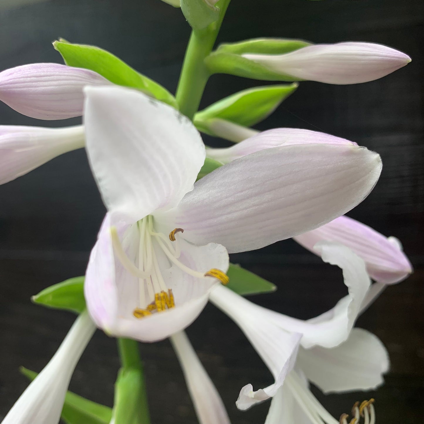 Hosta 'Guacamole'  - Guacamole Hosta