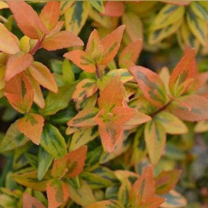 Abelia x grandiflora 'Kaleidoscope'  - Kaleidoscope Abelia