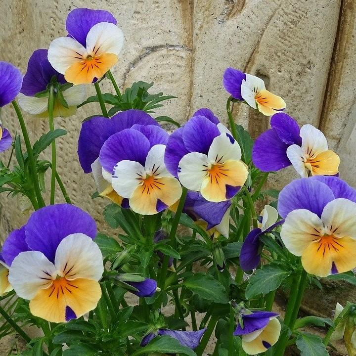 Viola cornuta 'Penny Peach Jump-Up'  - Penny™ Peach Jump-Up Viola