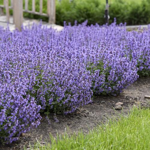 Nepeta x faassenii ‘Cat’s Pajamas’  - Cat's Pajamas Catmint
