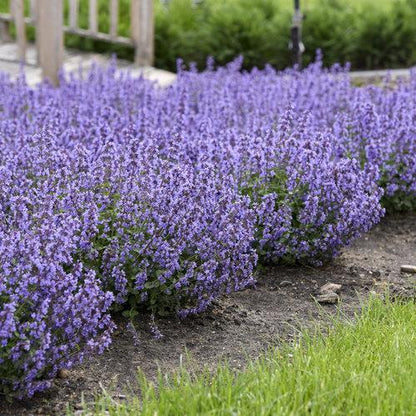 Nepeta x faassenii ‘Cat’s Pajamas’  - Cat's Pajamas Catmint