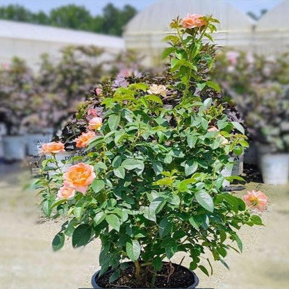 Rosa 'Radslam' PP 35,826  - Orange Glow™ Knock Out® Rose
