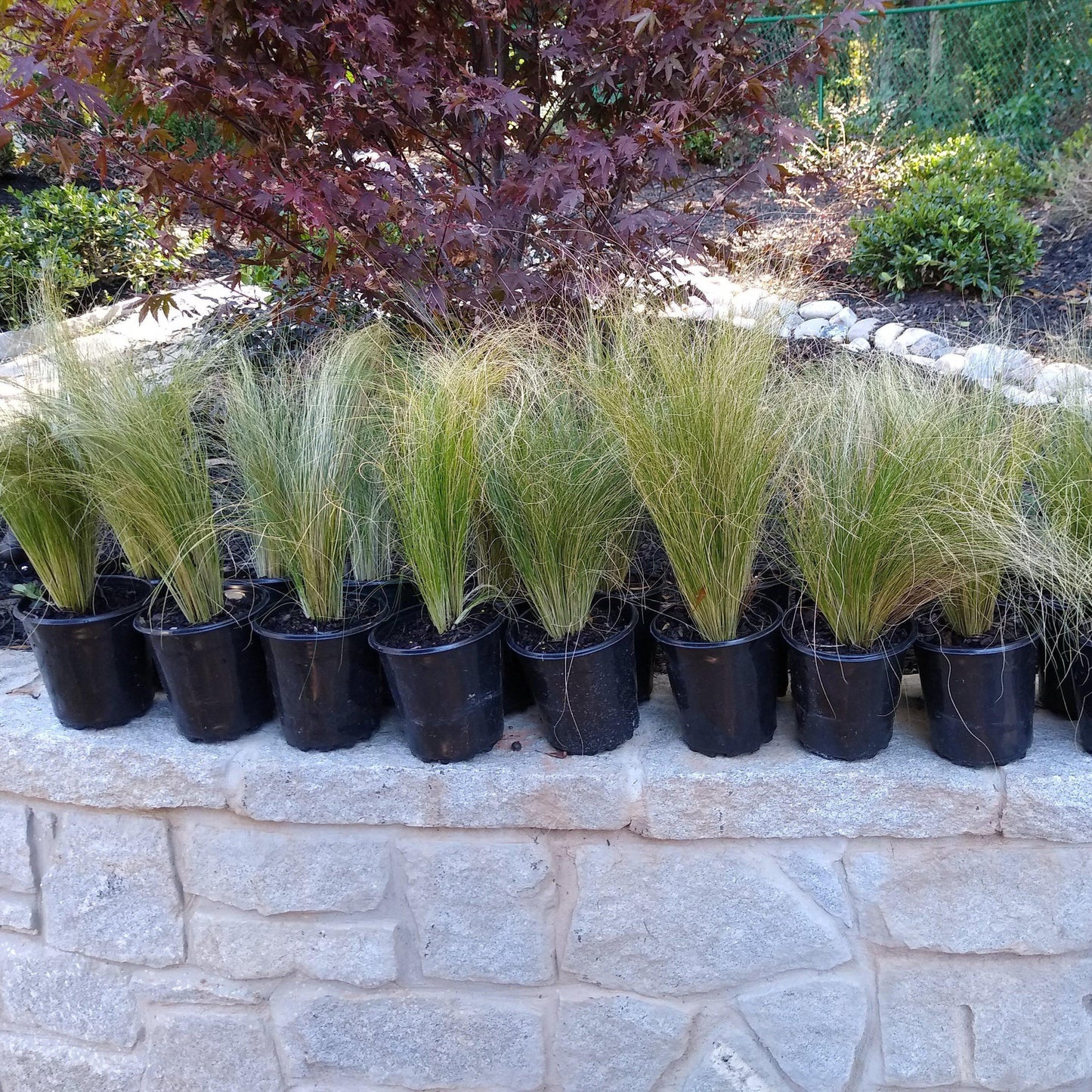 Nassella tenuissima  - Mexican Feather Grass