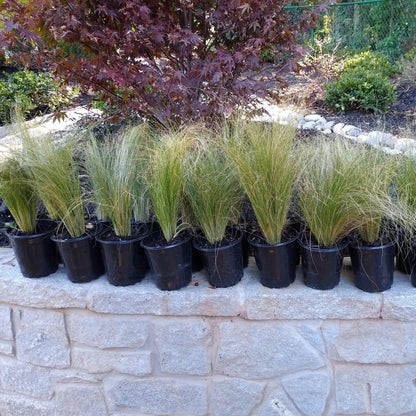 Nassella tenuissima  - Mexican Feather Grass
