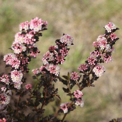 Physocarpus opulifolius 'SMNPOTW'  - Tiny Wine® Ninebark