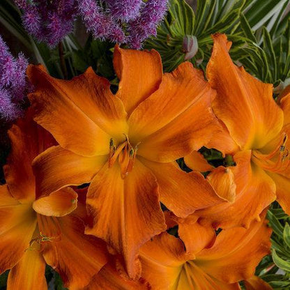 Hemerocallis 'Primal Scream'  - Rainbow Rhythm® 'Primal Scream' Daylily