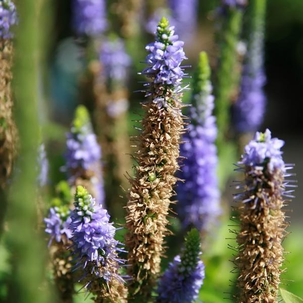 Veronica spicata 'Glory'  - Royal Candles Speedwell
