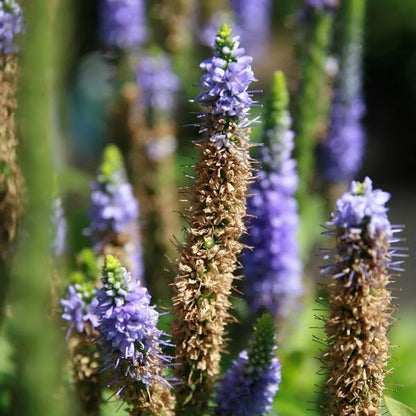 Veronica spicata 'Glory'  - Royal Candles Speedwell