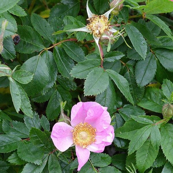 Rosa virginiana  - Virginia Rose