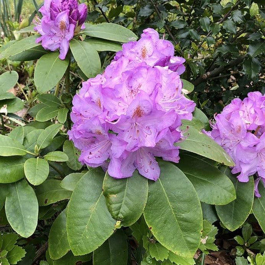 Rhododendron 'Minnetonka'  - Minnetonka Rhododendron