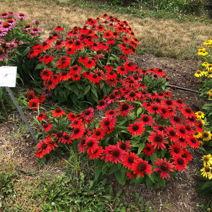 Echinacea x 'Balsomanita' PPAF  - Sombrero® Sangrita Coneflower
