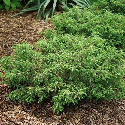 Juniperus communis 'SMNJCB'  - Tortuga® Juniper