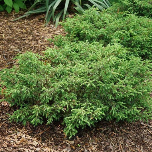 Juniperus communis 'SMNJCB'  - Tortuga® Juniper