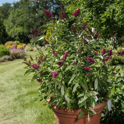 Buddleia davidii 'PIIBD-II' PP26,278  - First Editions® Funky Fuchsia™ Butterfly Bush
