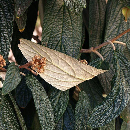 Viburnum rhytidophyllum  - Leatherleaf Viburnum