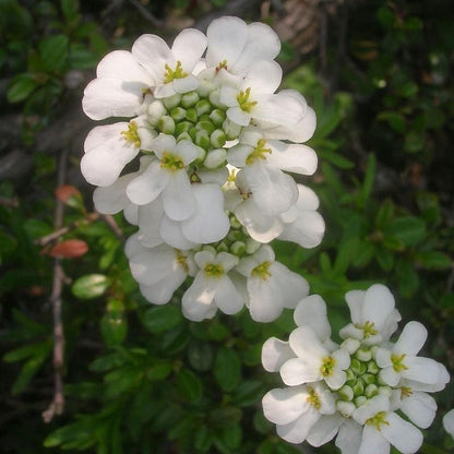Iberis sempervirens 'Snowsurfer'  - Snowsurfer™ Candytuft