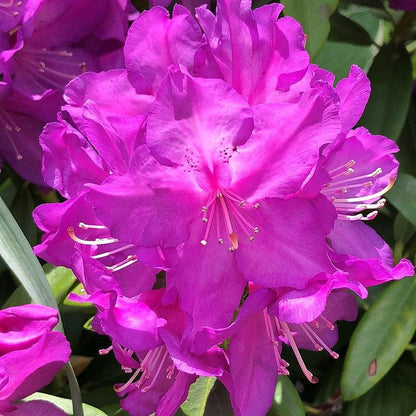 Rhododendron x 'Purple Passion'  - Purple Passion Rhododendron