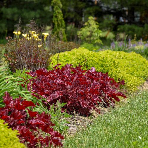 Heuchera 'Cherry Truffles'  - Dolce® Cherry Truffles Heuchera