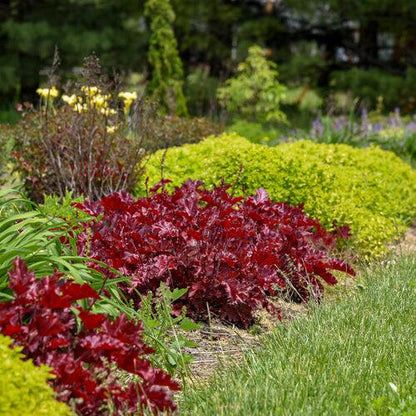 Heuchera 'Cherry Truffles'  - Dolce® Cherry Truffles Heuchera