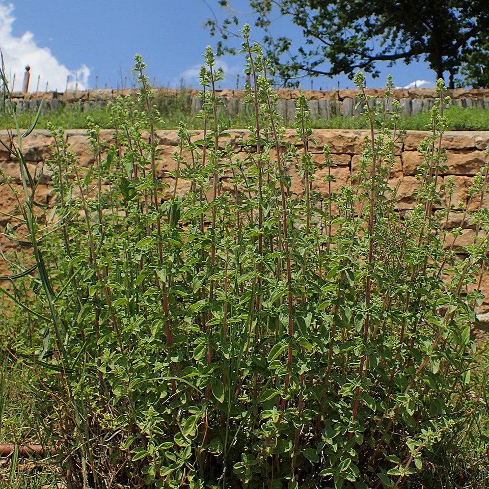 Origanum vulgare subsp. hirtum  - Greek Oregano