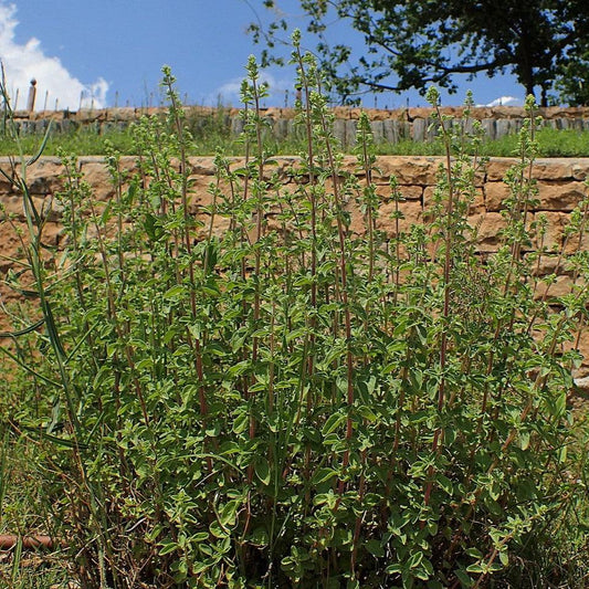 Origanum vulgare subsp. hirtum  - Greek Oregano
