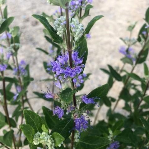 Caryopteris × clandonensis 'Dark Knight'  - Dark Knight Bluebeard