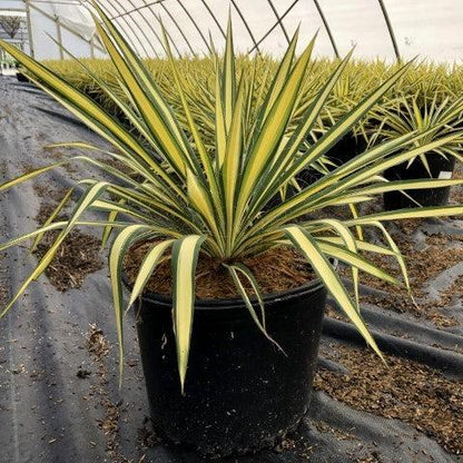 Yucca filamentosa 'Color Guard'  - Color Guard Adam's Needle, Yucca