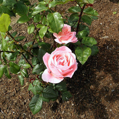 Rosa 'Queen Elizabeth'  - Queen Elizabeth™ Grandiflora Rose