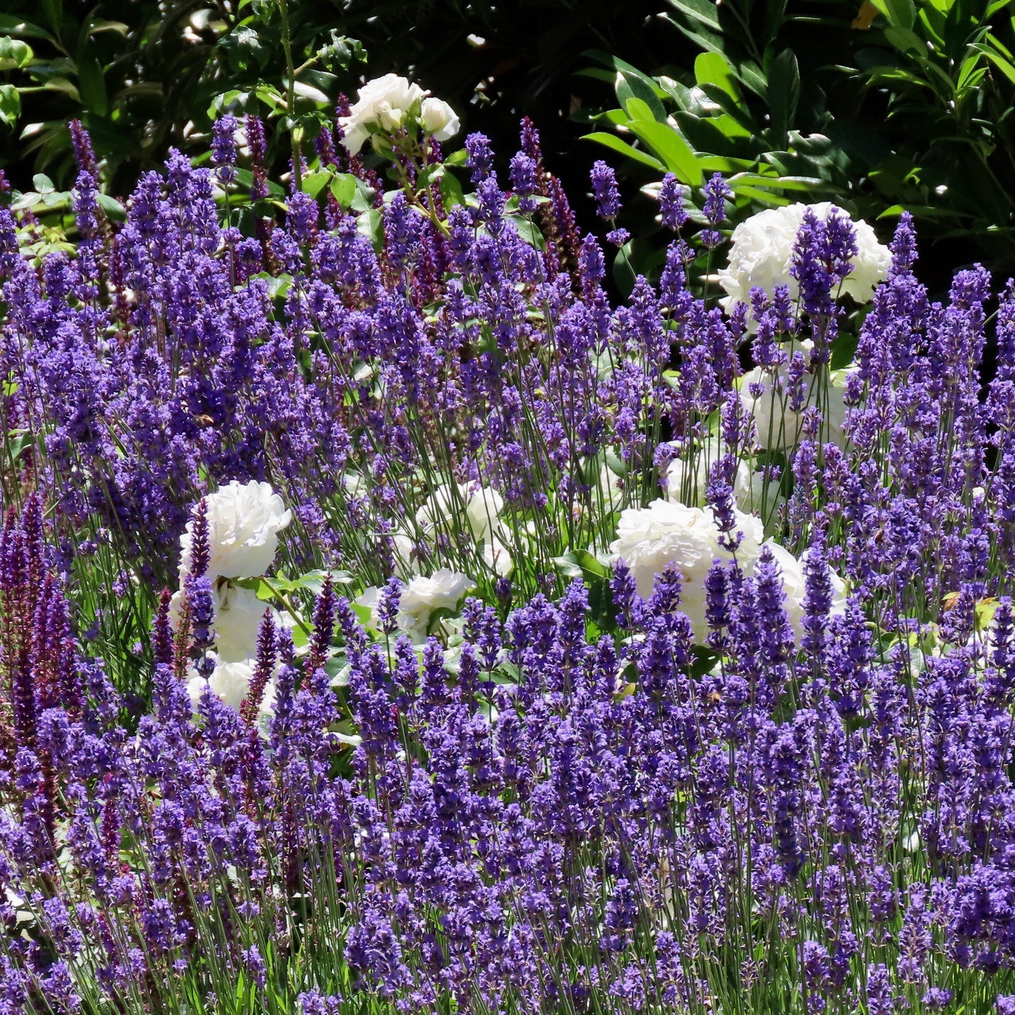 Salvia x sylvestris 'DSALRS203’  - Sallyrosa™ April Night Meadow Sage