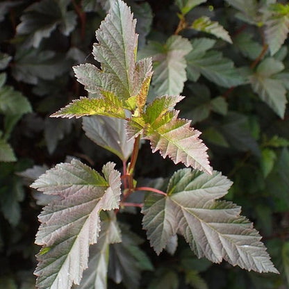 Physocarpus opulifolius 'Seward'  - Summer Wine® Ninebark