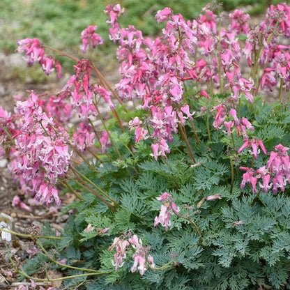 Dicentra 'Pink Diamonds'  - Pink Diamonds Bleeding Heart
