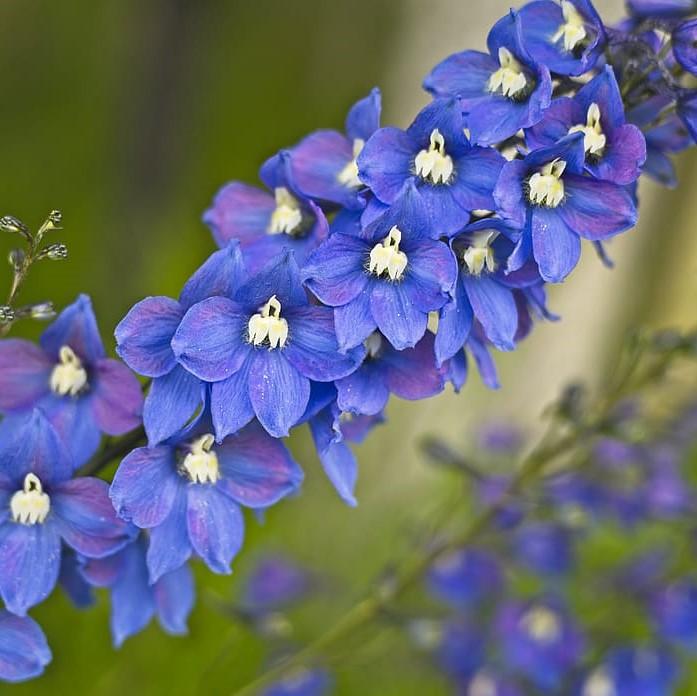 Delphinium elatum 'Guardian Blue'  - Guardian Blue Delphinium