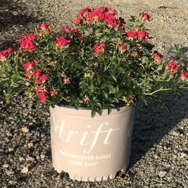 Rosa 'Meigalpio' PP#17,877  - Red Drift® Rose