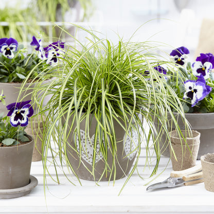 Carex oshimensis 'Eversheen' PP25938  - Evercolor® Eversheen Variegated Sedge