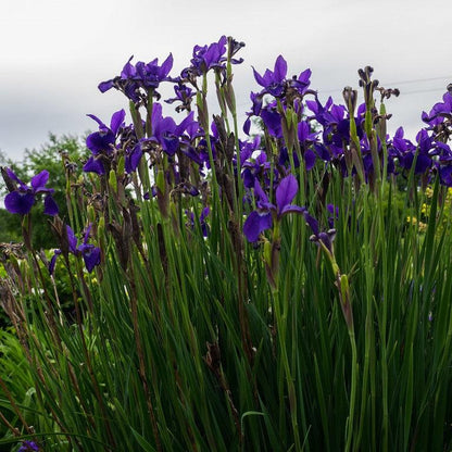 Iris sibirica 'Caesar's Brother'  - Caesar's Brother Siberian Iris