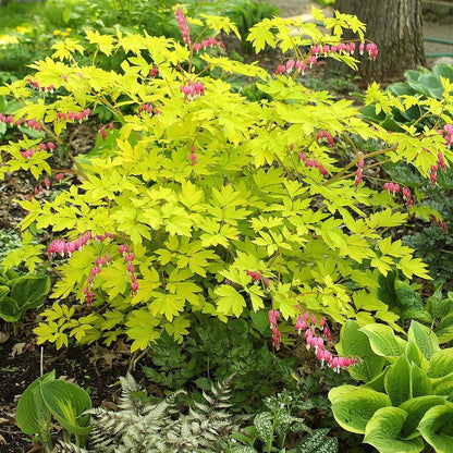 Dicentra spectabilis 'Gold Heart'  - Gold Heart Bleeding Heart