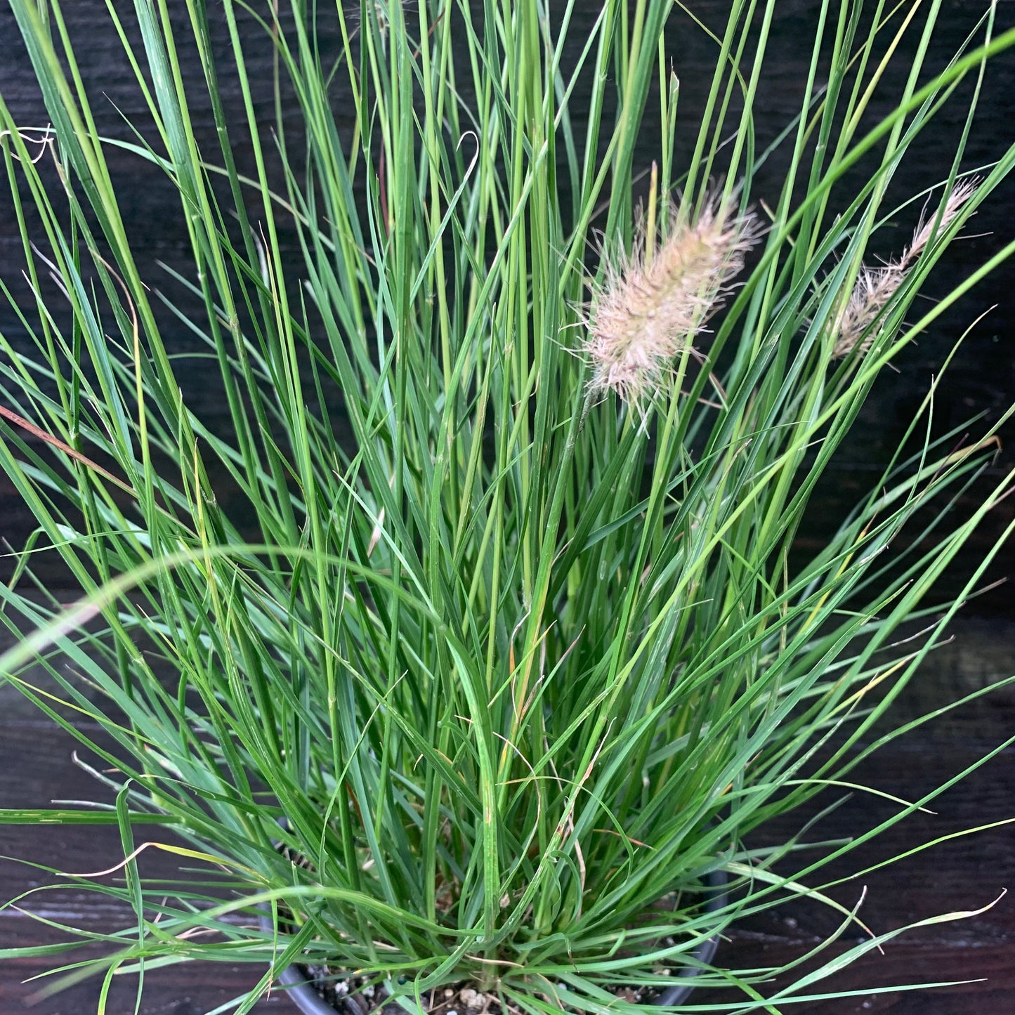 Pennisetum alopecuroides 'Hameln  - Hameln Fountain Grass