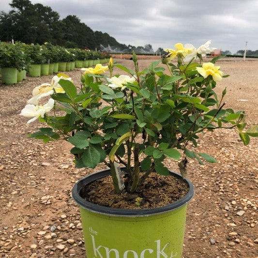 Rosa ‘Radsunny’ PP 18,562  - Sunny Knock Out® Rose