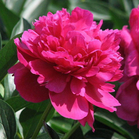 Paeonia lactiflora 'Kansas'  - Kansas Peony